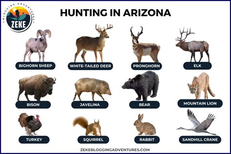 arizona hunting license.